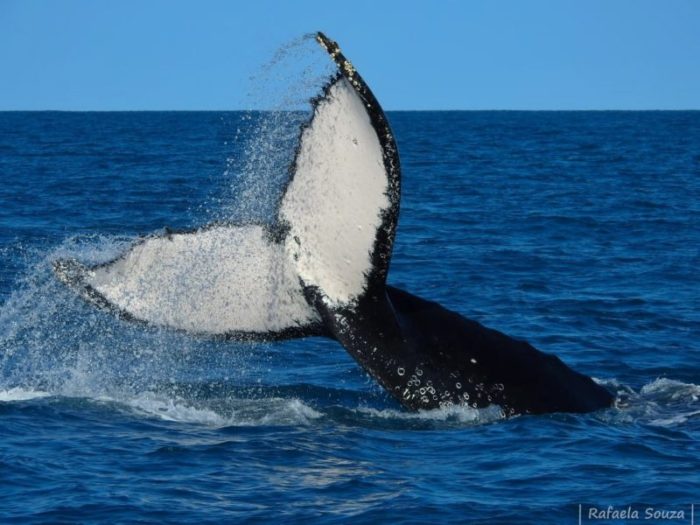 blue friday: campanha reverte parte das vendas para proteção às baleias