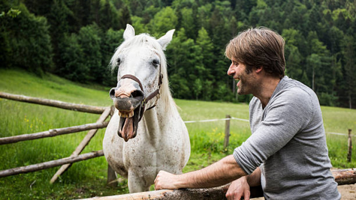 como os cavalos se comunicam, seus sinais e significado