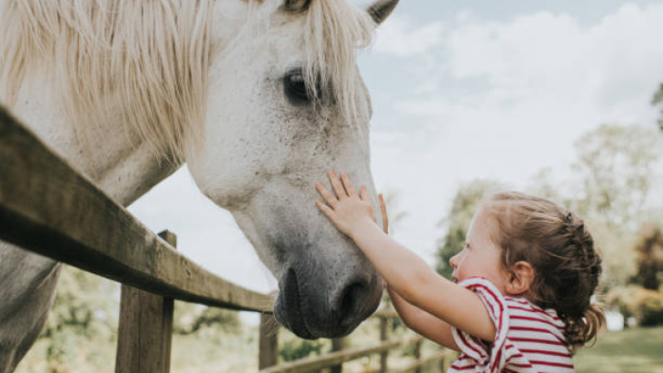 como os cavalos se comunicam, seus sinais e significado