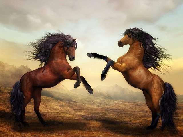 incríveis raças de cavalo pelo mundo!