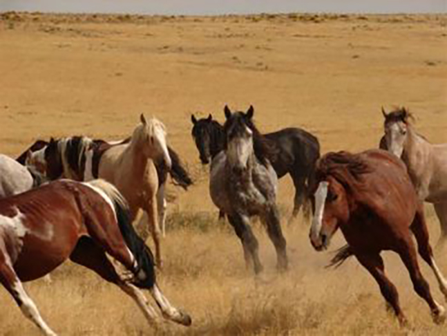 incríveis raças de cavalo pelo mundo!