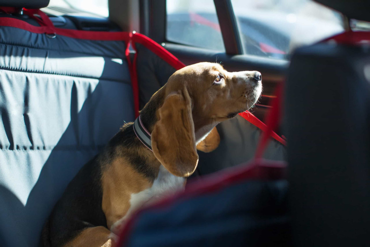 como levar seu cachorro para viajar de carro sem passar perrengue