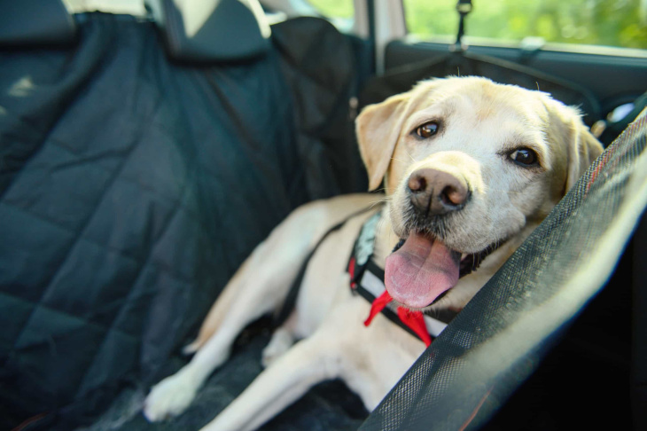 como levar seu cachorro para viajar de carro sem passar perrengue