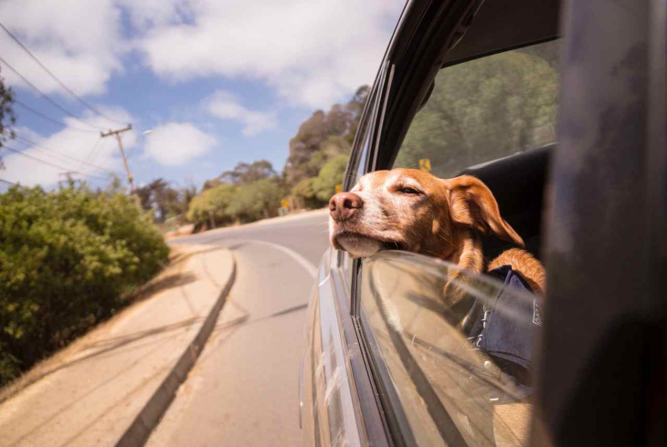 as 10 melhores raças de cães para donos que viajam de carro com seus pets