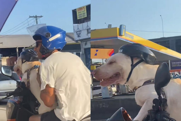 vídeo: cachorro pilota moto em avenida do rj