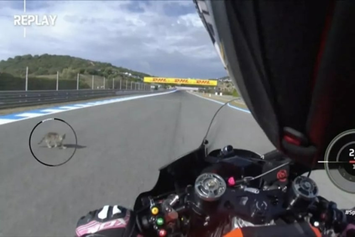 animal invade pista e assusta piloto durante sessão da motogp na espanha