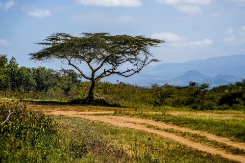 wrc ruma a áfrica para um clássico: os horários e percurso do rali safari quénia
