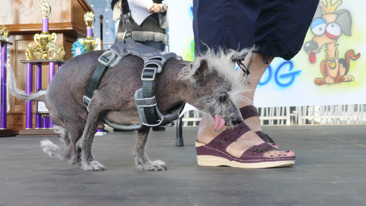 este é scooter, o cão mais feio do mundo
