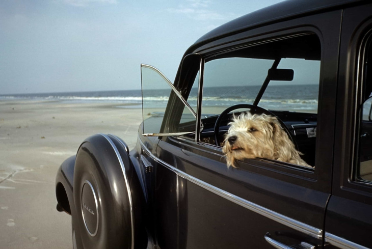 fotos fofas de cachorros e carros do passado para melhorar seu dia