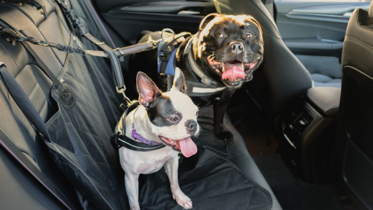 como transportar cachorro em carro? tire suas dúvidas